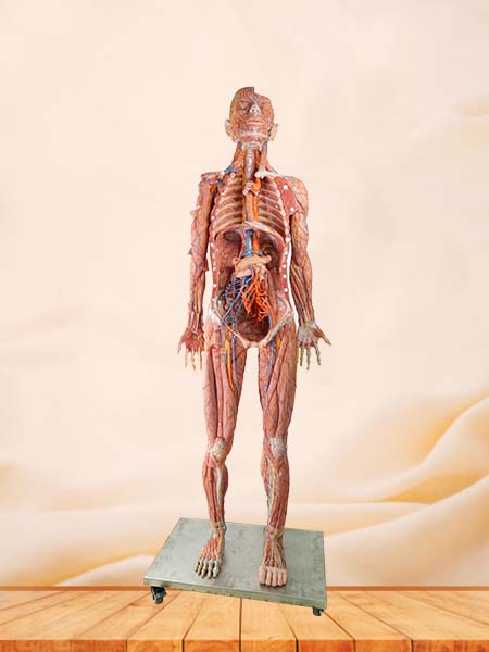 High Simulation Anatomy Model Human Body