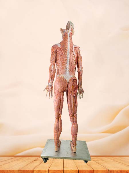 High Simulation Anatomy Model Human Body