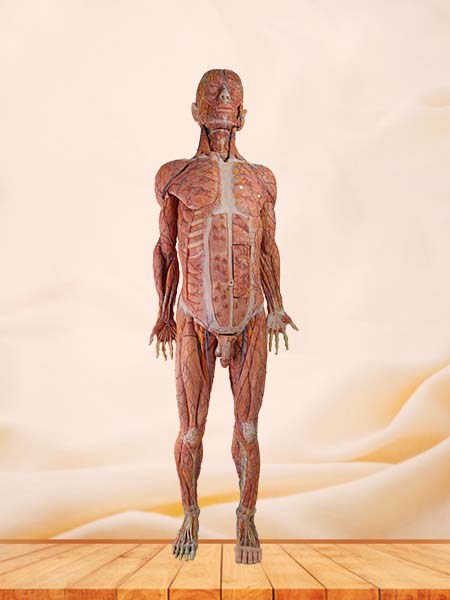 High Simulation Anatomy Model Human Body