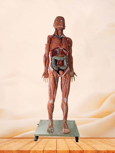 High Simulation Anatomy Model Human Body