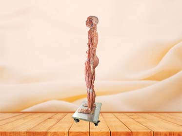 human body anatomy model