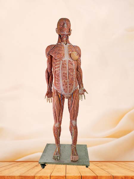 High Simulation Anatomy Model Human Body