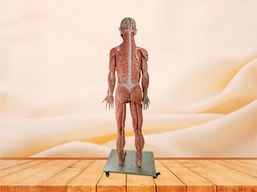 soft human body anatomy model