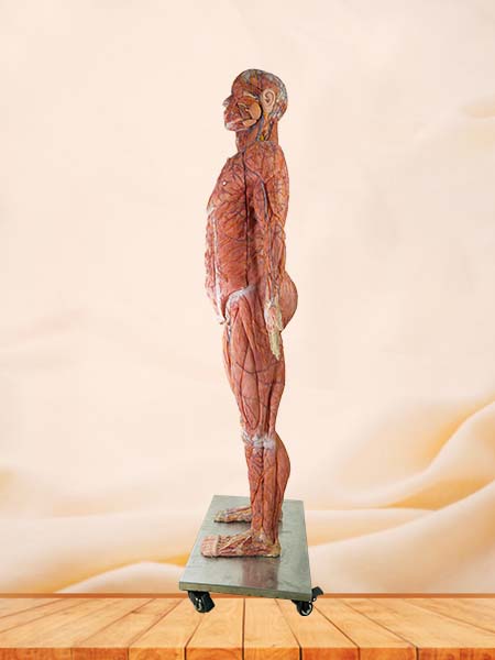 High Simulation Anatomy Model Human Body