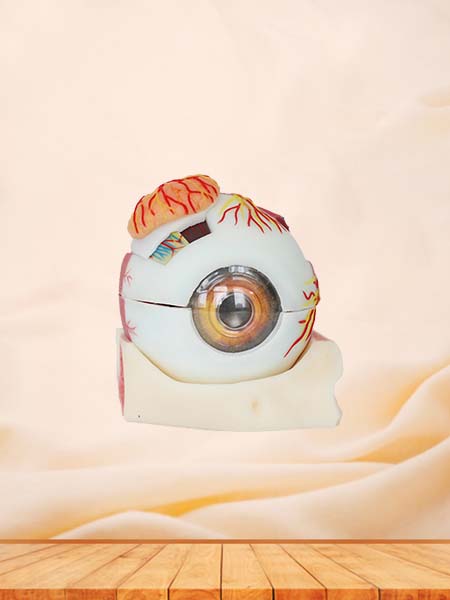 Soft Enlarged Silicone Eyeball Anatomy Model