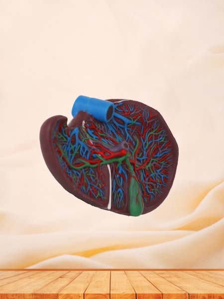 Soft Liver and Gallbladder Anatomy Model