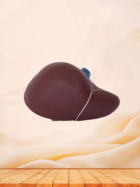 Soft Liver and Gallbladder Anatomy Model